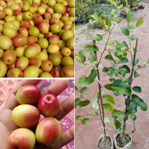 ৬ পিস চারার কম্বো প্যাকেজ
